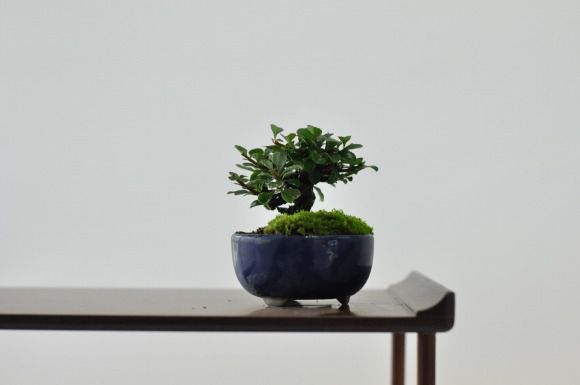 白花長寿梅