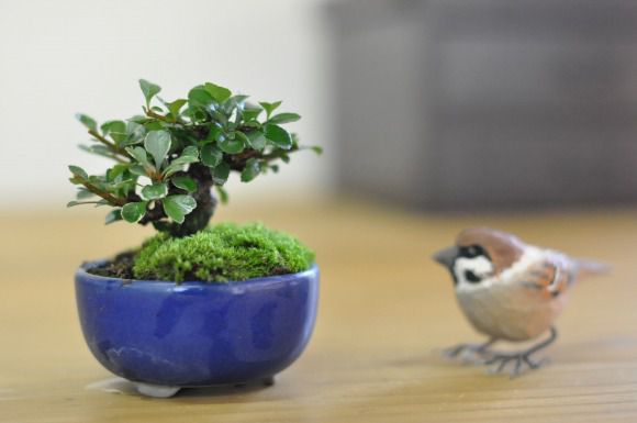 白花長寿梅