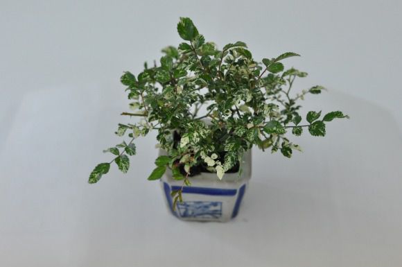 斑入り　屋久島バラ