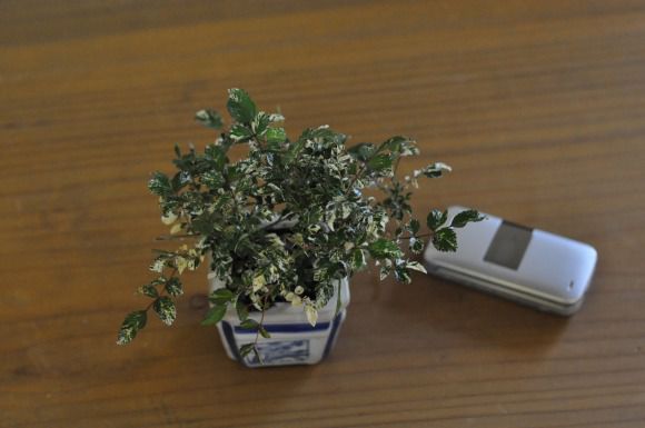 斑入り　屋久島バラ