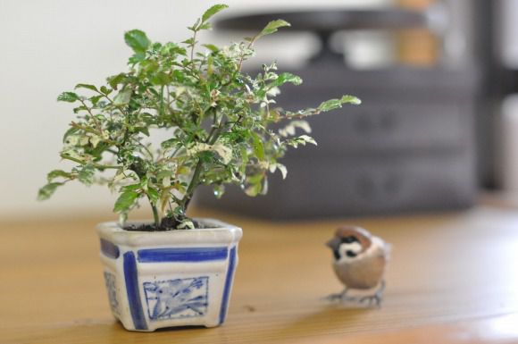 斑入り　屋久島バラ