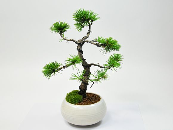 三河五葉松
