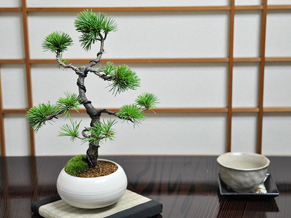 三河五葉松