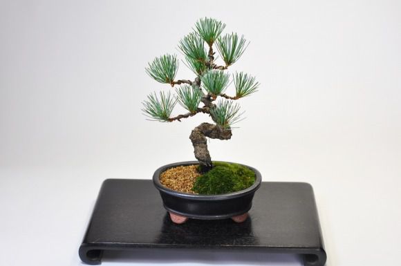枝ぶりの良い五葉松
