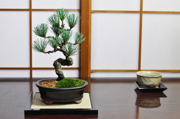 枝ぶりの良い五葉松