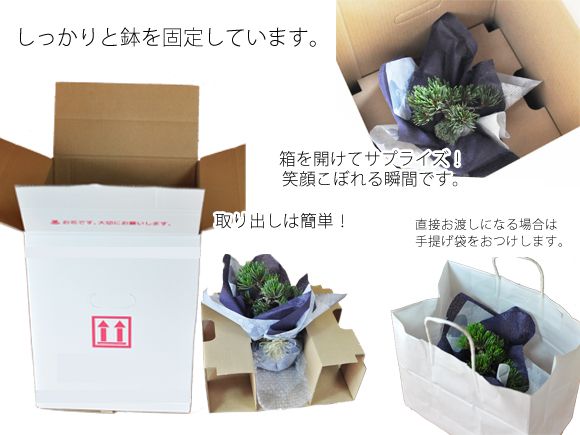盆栽ギフトの梱包