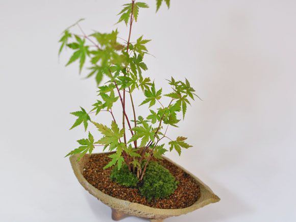 山もみじ寄せ植え