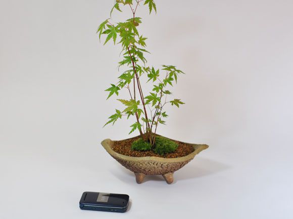山もみじ寄せ植え