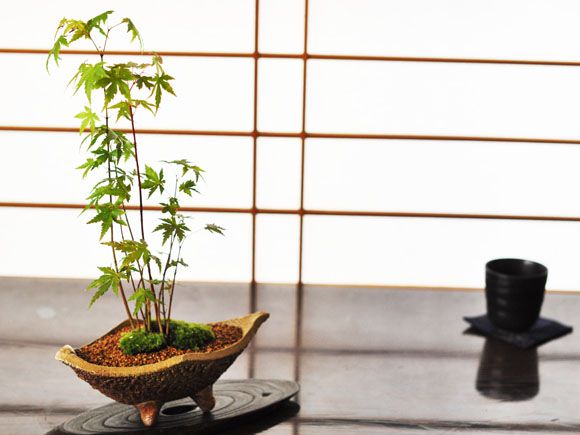 山もみじ寄せ植え