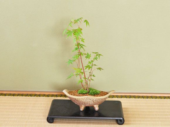 山もみじ寄せ植え