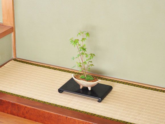 山もみじ寄せ植え