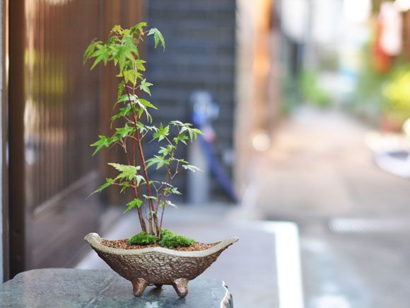 山もみじ寄せ植え