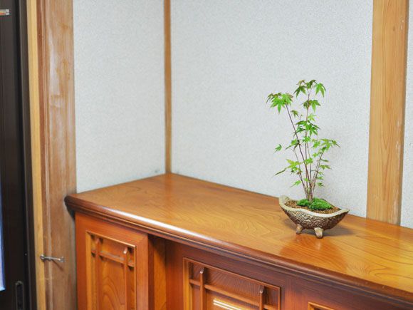 山もみじ寄せ植え