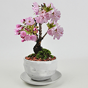 5月開花 遅咲きの満開ミニ桜の盆栽  万古焼 受け皿付き