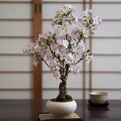 御殿場桜