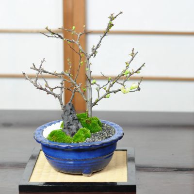 白長寿梅と赤長寿梅の寄植え