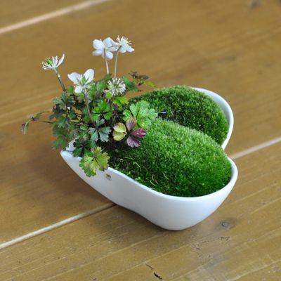 梅花黄蓮(バイカオウレン)と山苔のハートカップ