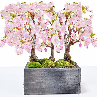 桜並木の情景盆栽