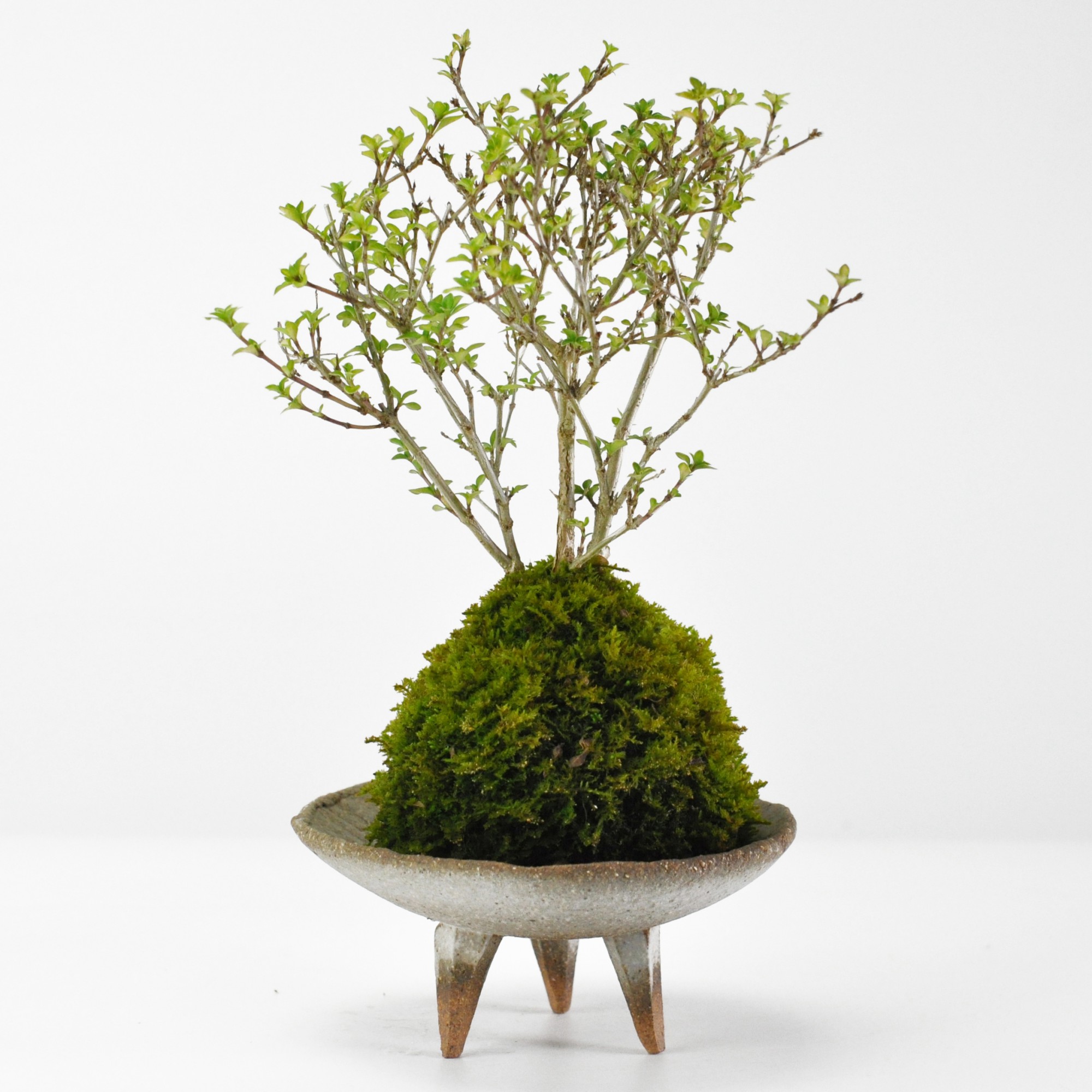 香丁木の苔玉