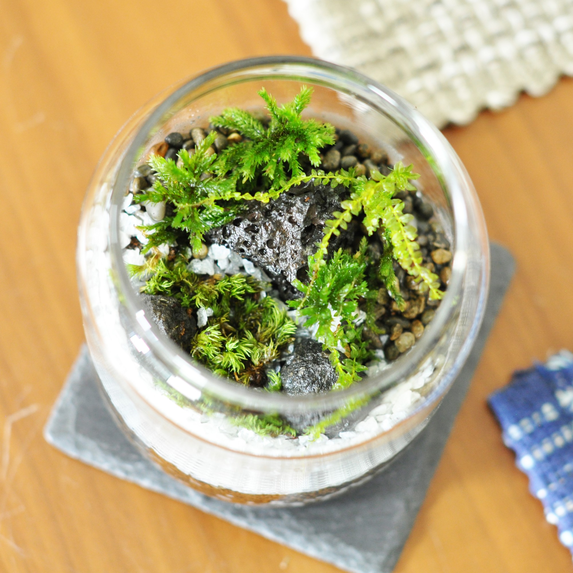 初めての苔テラリウムキット 15点セット