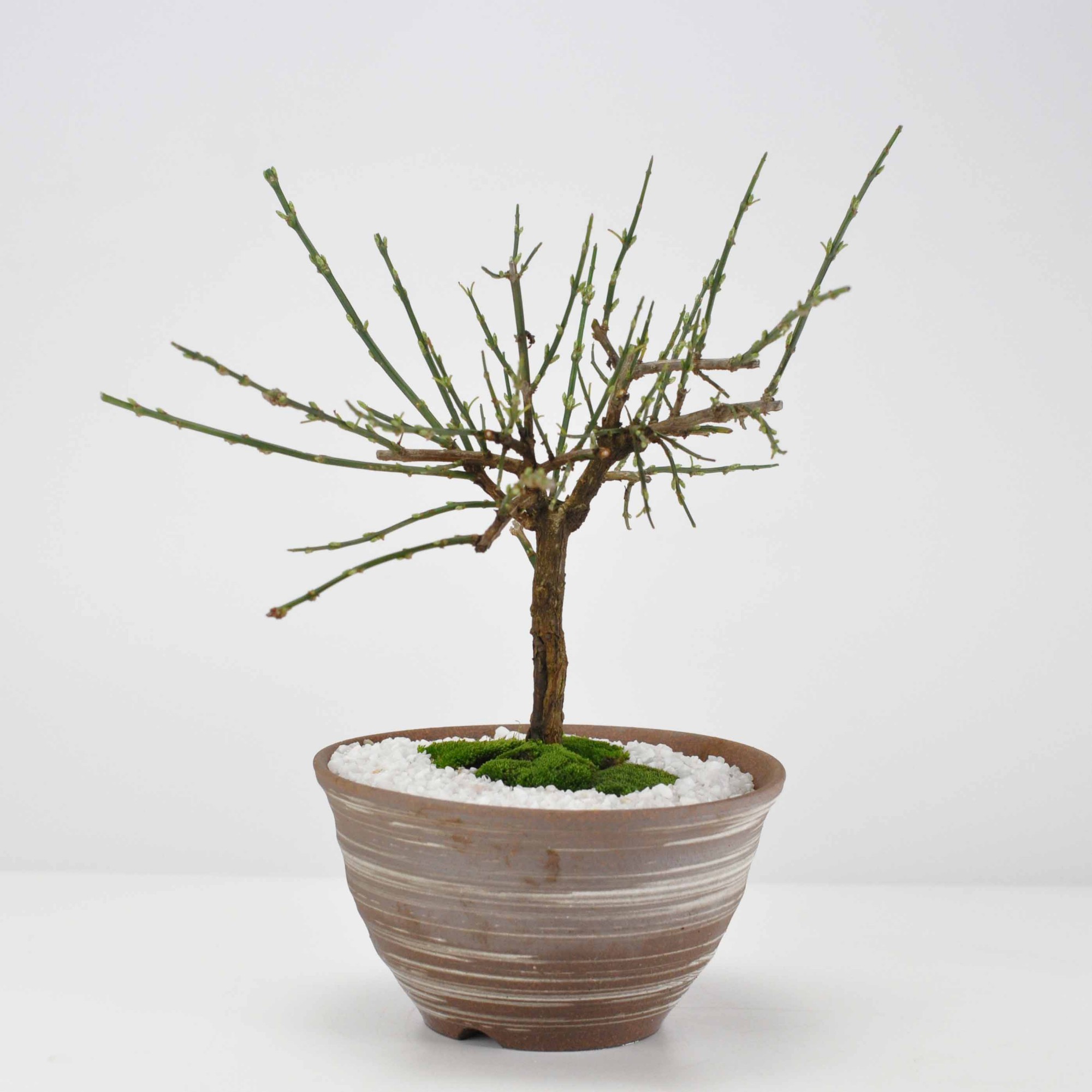 黄梅(おうばい) 刷毛目山草鉢