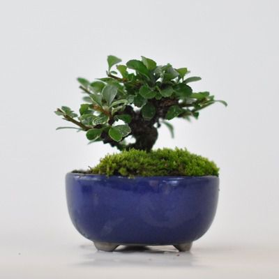 白花長寿梅