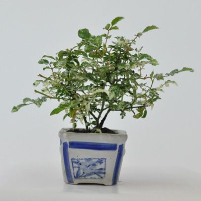斑入り　屋久島バラ