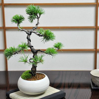三河の五葉松