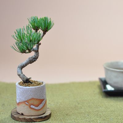 ミニミニ五葉松  白砂丸鉢