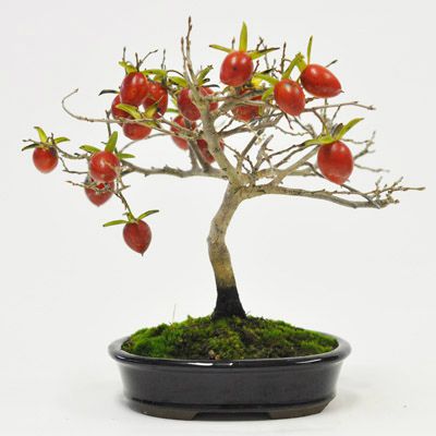 老爺柿 1点もの　No.596