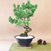 樹齢20年 特選五葉松の盆栽　