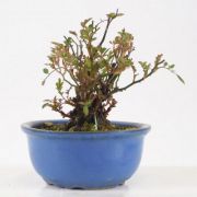 ミニバラ