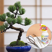 樹齢7年 五葉松の盆栽とはじめての道具セット 和のプレゼント