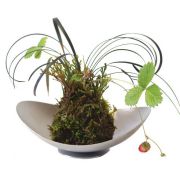 苔玉 受け皿付き