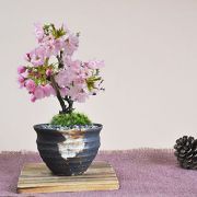 ミニ桜のつぼ鉢