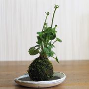 神津梅鉢草の苔玉