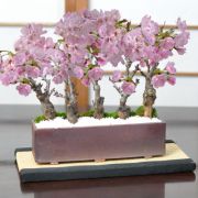 桜街道　ミニ桜5本植え 【受皿付き】万古焼 モダン長方鉢