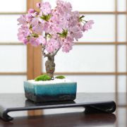 桜 モダン盆栽