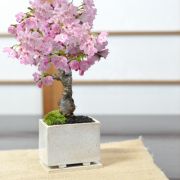 モダン盆栽 【受皿付き】 ミニ桜 シンプルライフシリーズ S