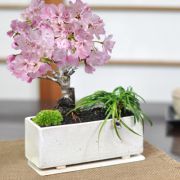 ミニ桜 玉竜 モダン寄植え 【受皿付き】 盆栽  シンプルライフシリーズ M