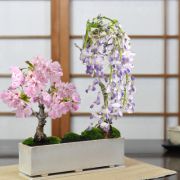 桜と藤のモダン寄植え 盆栽  【受皿付き】 シンプルライフシリーズ L