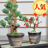 ペア盆栽 五葉松と長寿梅