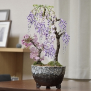 藤と桜の寄植え 青窯変鉢