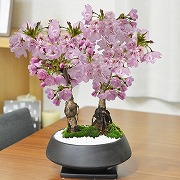 5月開花 桜の2本立ち盆栽 漆黒浅丸 受け皿付き