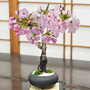 遅咲きの桜盆栽 和モダン