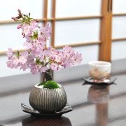 藤と桜の寄植え 青窯変鉢