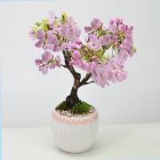 【母の日】開花調整 5月に咲く桜 白桃モダン鉢