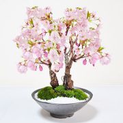 見応えの桜盆栽