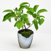 大実サルナシの盆栽 信楽焼切り込み変形鉢