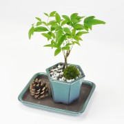 盆栽 ミニ南天寸景 六角鉢